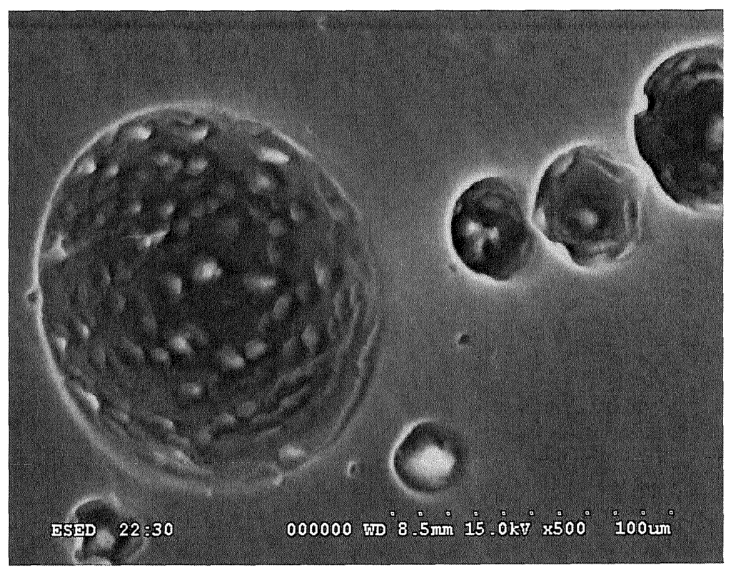 SEM photo for Lactips' biodegradable granules