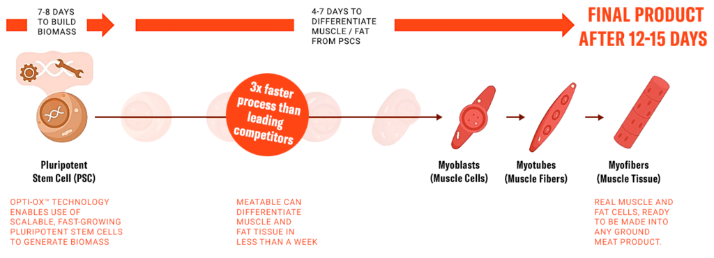 Illustration of lab grown meat by Meatable's opti-ox process