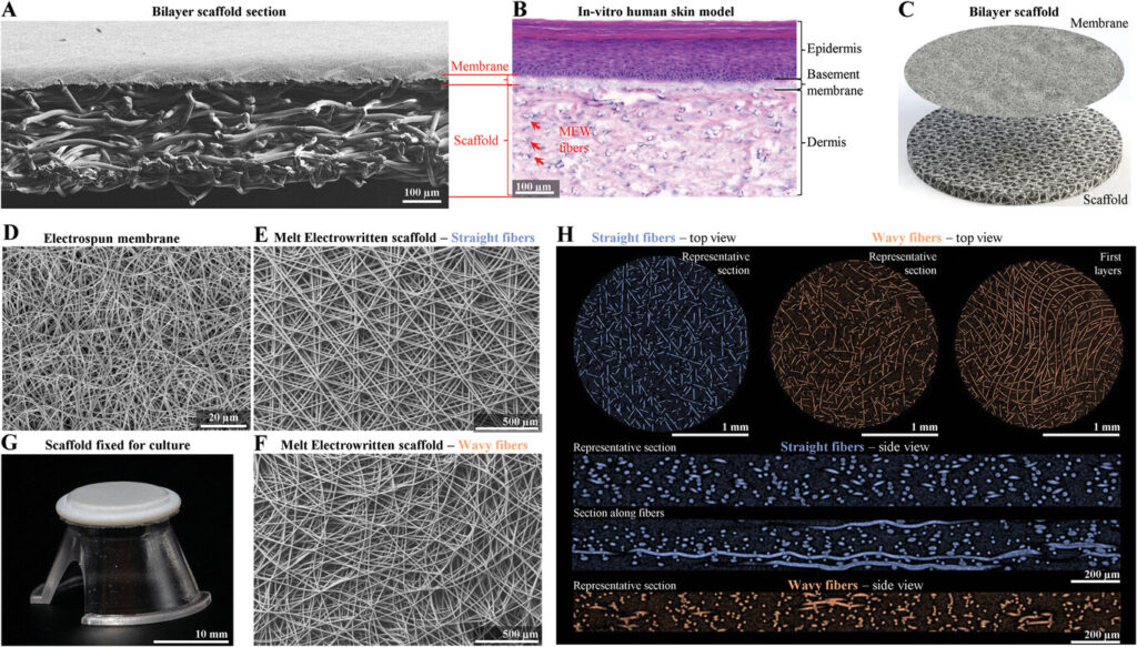 Loreal in-vitro skin models