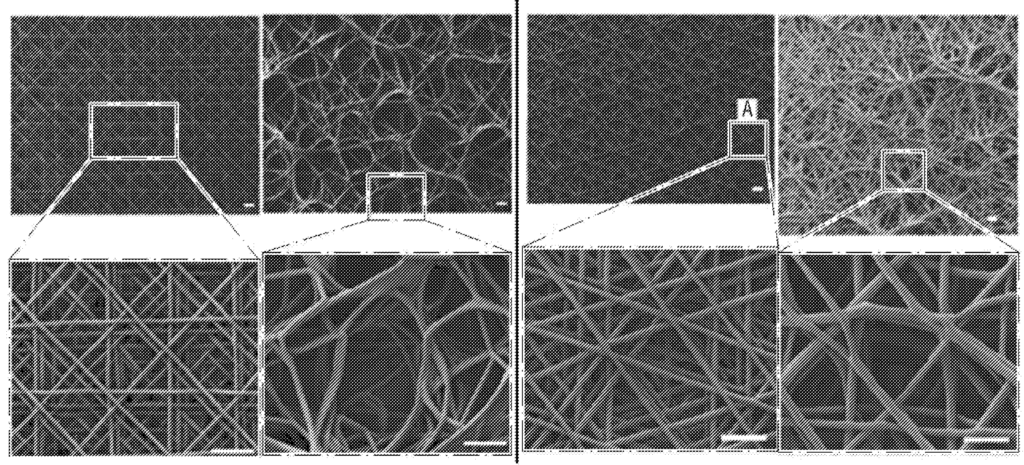 Patent image for Loreal bioprinted skin