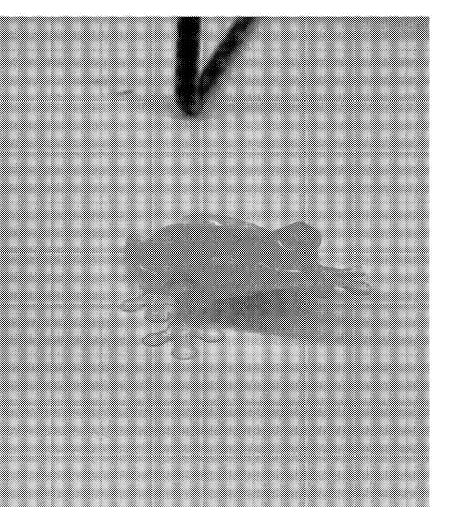 Photograph of a 3D frog after printing