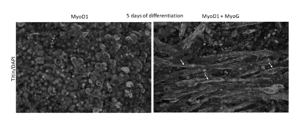 Comparison between EpiSCs-MyoD1 (left) and EpiSCs-MyoD1-MyoG (right) after 5 days of 3D suspension differentiation