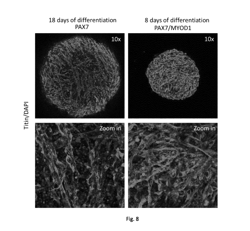 Comparison between EpiSCs-PAX7 (left) and EpiSCs-Pax7-MyoD1 (right) after 18 or 8 days of 3D suspension differentiation. Aggregates were fixed and labeled with anti-Titin antibody and with DAPI nucleus staining.