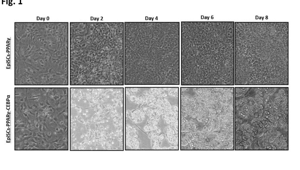 Comparison between EpiSCs-PPARy and EpiSCs-PPARy-CEBPa 2D differentiation. Undifferentiated (day 0) and differentiated (days 2, 4, 6 and 8) EpiSCs-PPARy and EpiSCs CEBPa- PPARy.